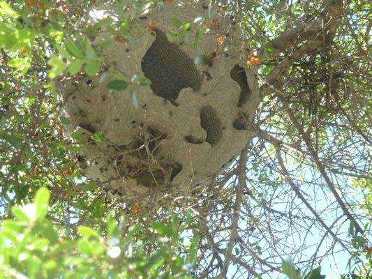 Wasp nest