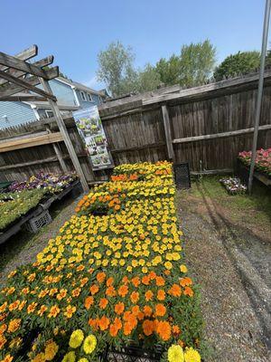 Assortment of flowers