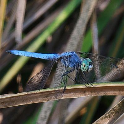 Blue dragonfly