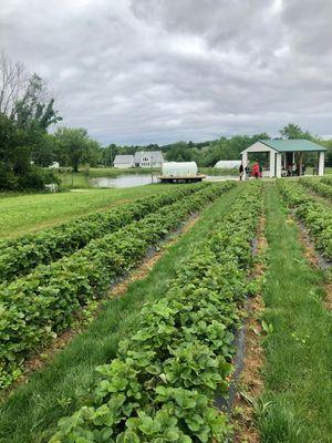 Rows of berries on a cool spring day