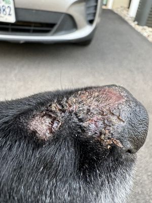 Injury immediately after pick up from boarding at Dogtopia Woodbridge