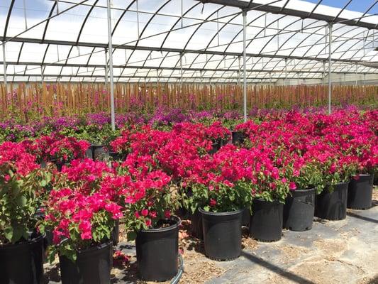 We have plenty of plant available! Why Pay Retail? Pay Wholesale! Only here at Rainbow Valley Nursery.