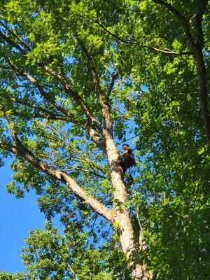 18 years of experience removing trees no job is to difficult