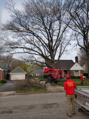 Holmes Complete Tree Care & Trash Removal