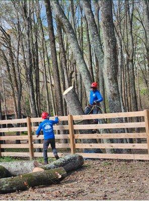 tree service