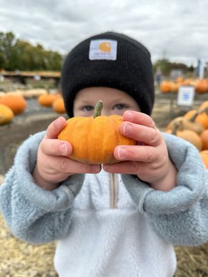 Look Mom "baby pumpkin"