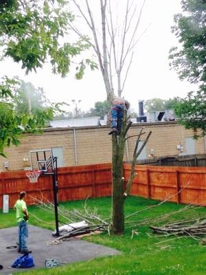 Expert removal of dead ash tree.