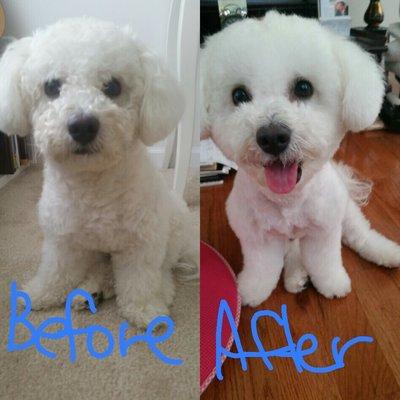 Before and After- Bichon Frise