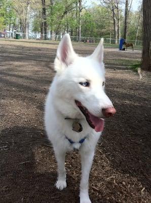 Aspen loves to greet everyone here.