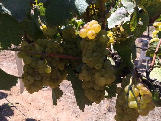 Golden Chardonnay grapes ripening at Garey Vineyard. Photo taken on 8/19/15.