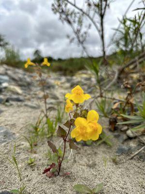 Seep monkey flower can be found by the creek.