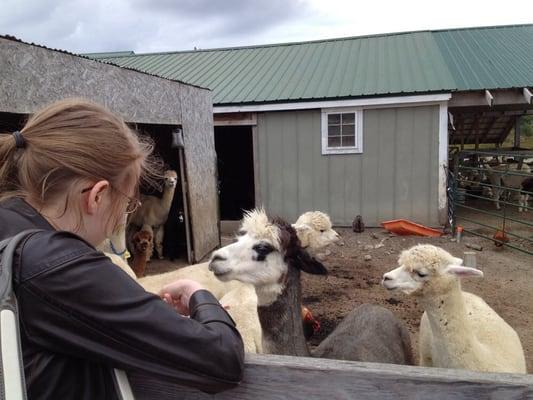 Alpacas!