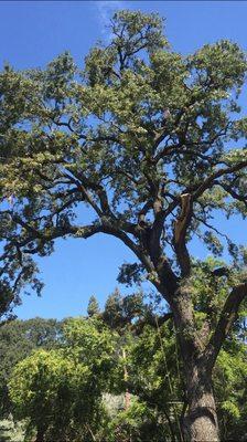 Here's The Valley Oak, the pruning consisted on end weight reduction and deadwood.