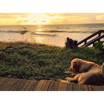 My puppy, Lily enjoying the view at Luxury Suite at the Ocean.