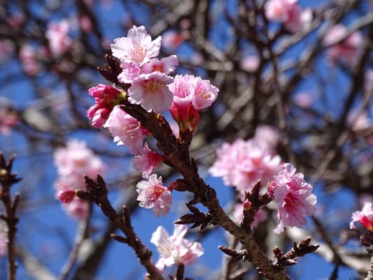 Wahiawa Nichiren Mission