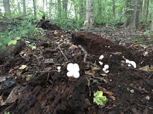 Lots of fungi activity. No morel mushroom hunting though, do not disturb!