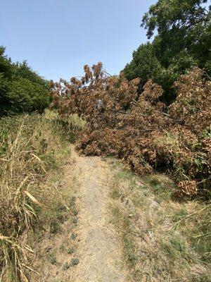 tree blocking part of the path