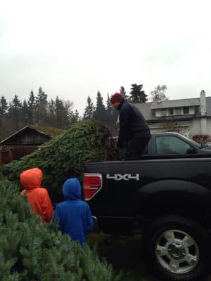 Getting our tree! Beautiful big noble fir for a great price.