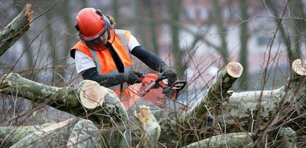 Florida Tree Experts