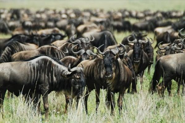 The most famous features of the Serengeti ecosystem are the spectacular concentration of plains animals.