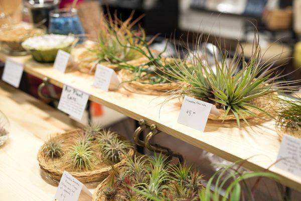 We love air plants!! And we carry many different varieties!