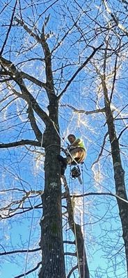 Stout Tree Services