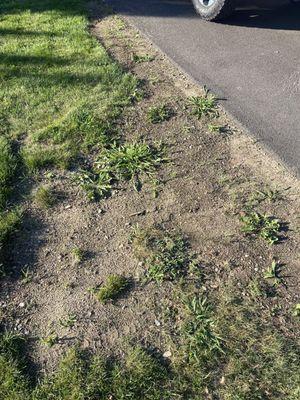 Left side of my driveway I tried to lvl off. Can see the same stone with the same grain dirt.