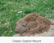 Gopher mound with distinctive "plug"