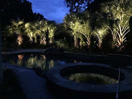 Some palm trees that were lit up for a customer