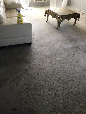 Star-Brite Carpet Care