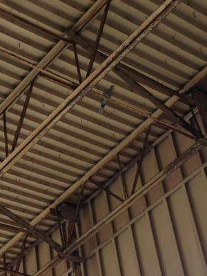 Before installing bird netting at this warehouse in N Fort Myers, FL.  Birds were nesting in the girders and making a mess on...