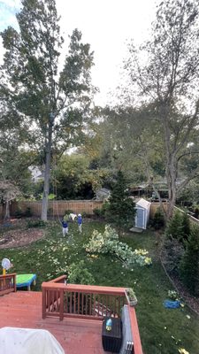 Tree removal and trimming.  Torres Landscaping are professionals.