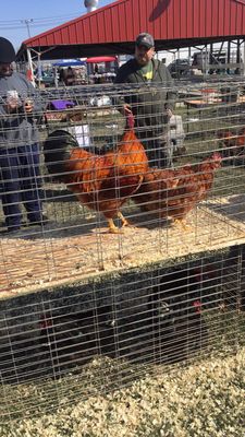 Rooster from the Farm animal auction.