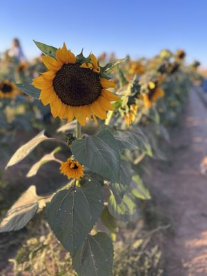 Sunflower field