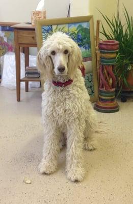 My beautiful boy Zoey in my studio. Lesley Long