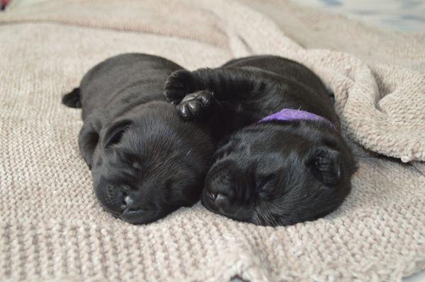 Black Labrador Retriever puppies