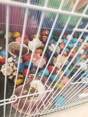 A cage packed full of (live) hermit crabs with their shells painted.