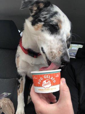 Dog gelato- pup approved !!