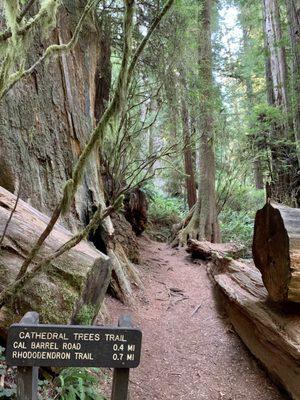 Clear signs for Cathedral Trees Trail.