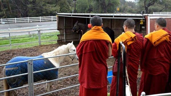 Visit from Tibetan Monks to bless the horses at our equine sanctuary in Rancho Palos Verdes