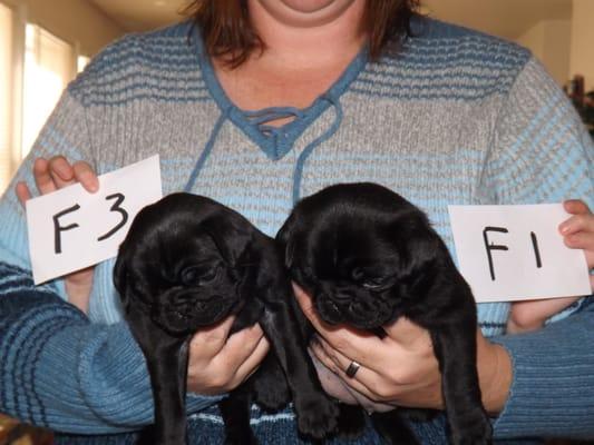 Sand Mountain Pugs