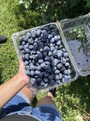 Blueberries