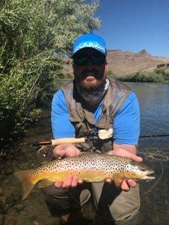 Brown Beauty!