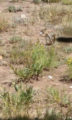 This is Theo, my new buddy. He likes saltines, expired bread and invading my kitchen, lol.