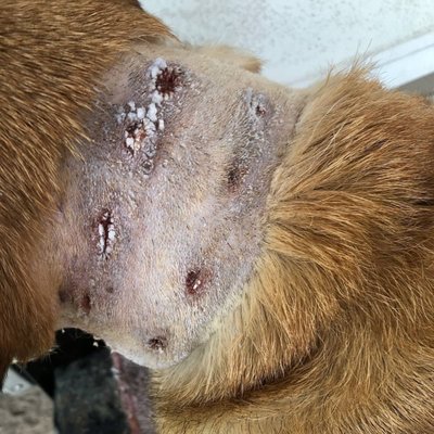 Holes in Wilson's neck from prong collar.