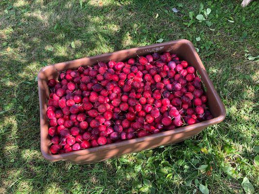 Morrison Hill Orchard