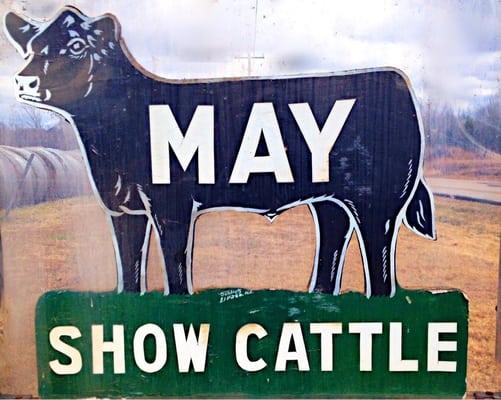 May Show Cattle