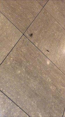 This was a roach crawling on the floor. Very disgusting. Came from the back of the hibachi area