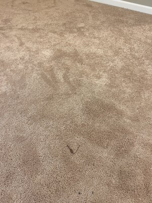 Basement not vacuumed.