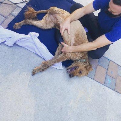 BIG stretch!! Meet #doghouserehab newest friend- Jhansi we had so much fun visiting with you!